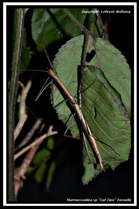 Tien - Marmessoidea sp "Cat Tien" (P.S.G n° 374) Marmes10