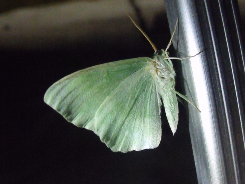 Chasse noctune aux papillons de nuit Dscf1914