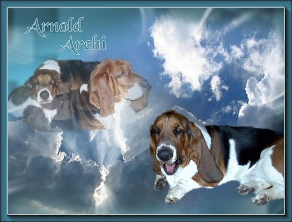 créer un forum : basset hound aventures - Portail Hommag10