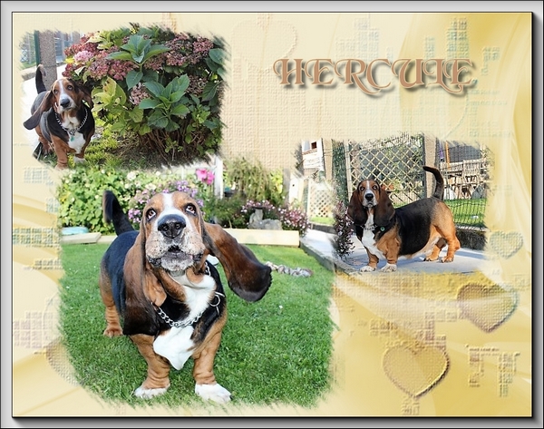 créer un forum : basset hound aventures - Portail Hommag11