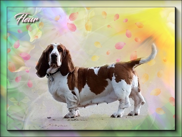 créer un forum : basset hound aventures - Portail Hommag12