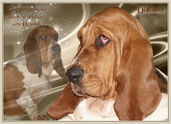 créer un forum : basset hound aventures - Portail Hommag14