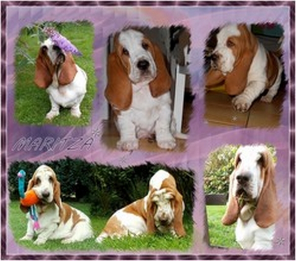 créer un forum : basset hound aventures - Portail Hommag15