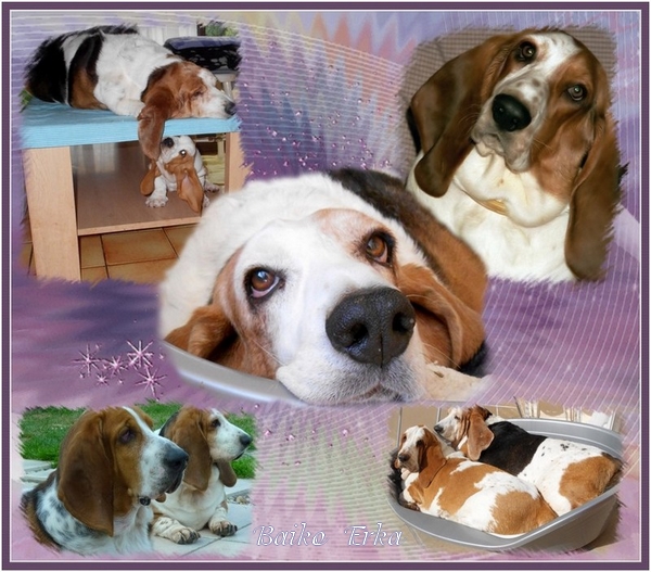 créer un forum : basset hound aventures - Portail Hommag16