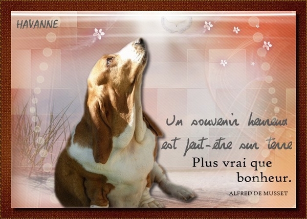 créer un forum : basset hound aventures - Portail Hommag18