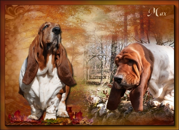 créer un forum : basset hound aventures - Portail Hommag20