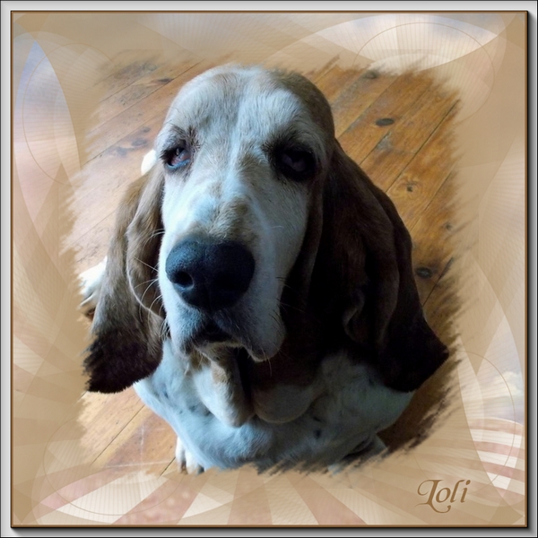 créer un forum : basset hound aventures - Portail Portai38