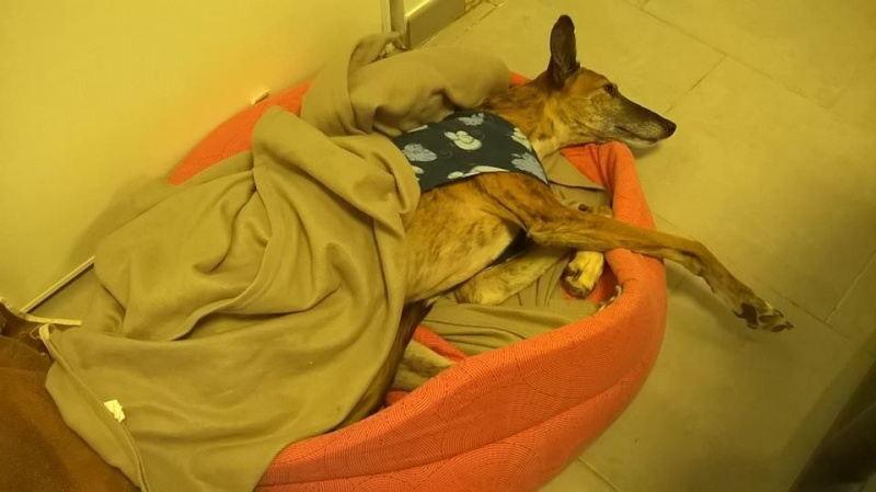 Doris – douce et émouvante galga de 2007 à l'adoption"Scooby France"Adoptée - Page 4 10888610