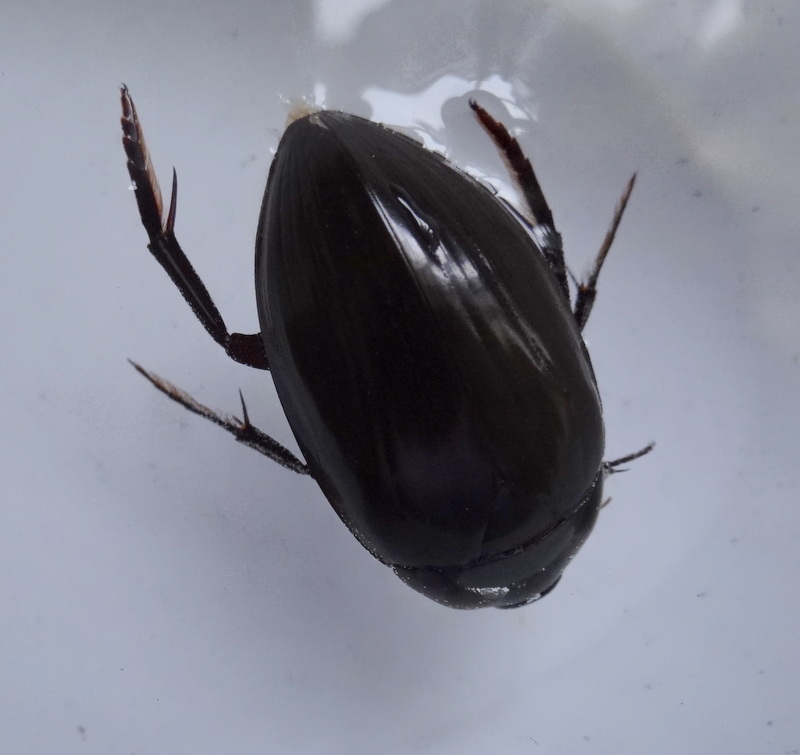  Hydrophilus (Hydrophilus) piceus (Linnaeus 1758) Dsc05911