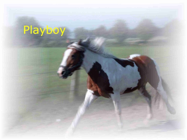 Bilder von Den Ponys - Seite 16 Playbo10