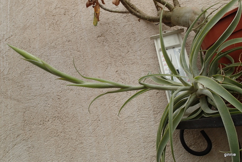 Mes tillandsias P3141415