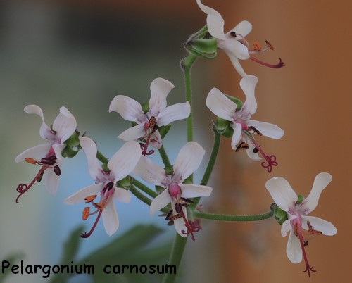 Pelargonium carnosum - Page 2 Dscn4218