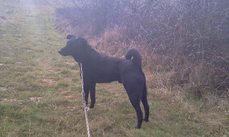 IKE - croisé berger   noir 7 ans  (5 ans de refuge)  - Refuge des Clochards Poilus à Tabanac  (33) Imag0028