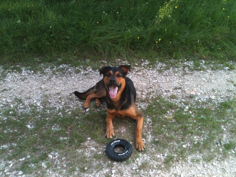 URGENT Grizzly male crois rott/BA Grizzl12