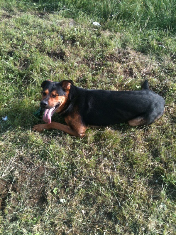 URGENT Grizzly male crois rott/BA Grizzl13