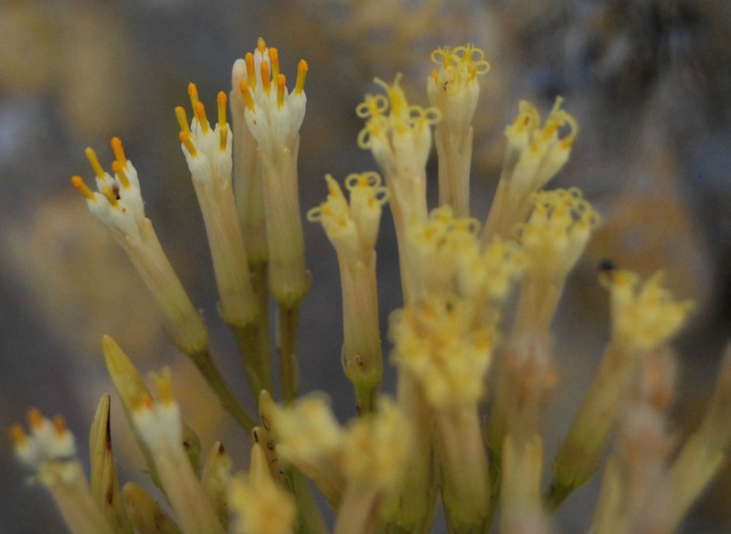 Kleinia neriifolia 99485612