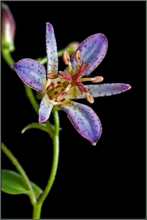 Tricyrtis formosana Images11