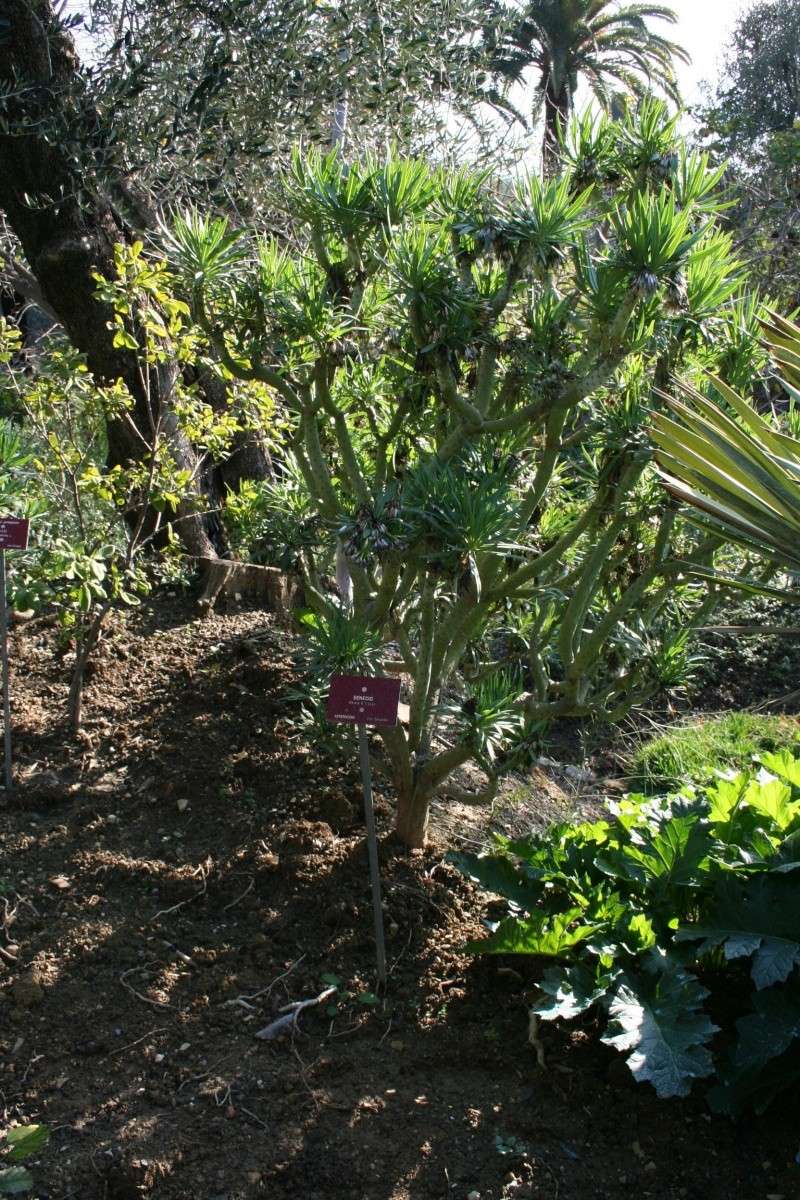 Kleinia neriifolia Seneci10