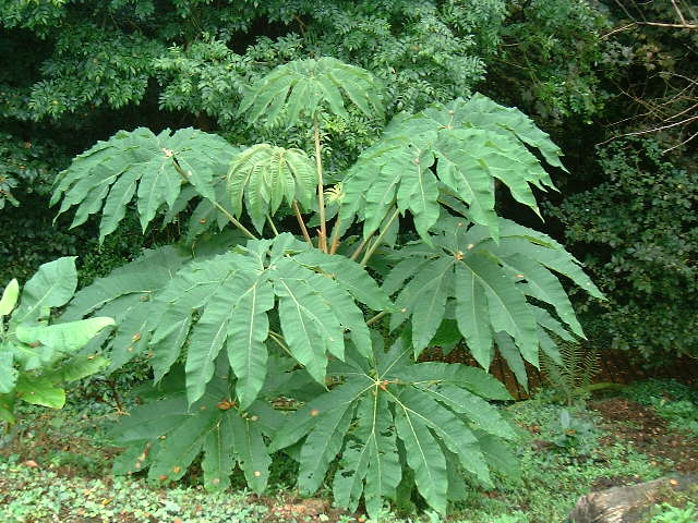 Tetrapanax papyrifera  Tpnxuk10