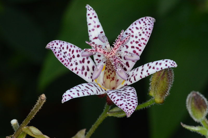 Tricyrtis formosana Tricyr12