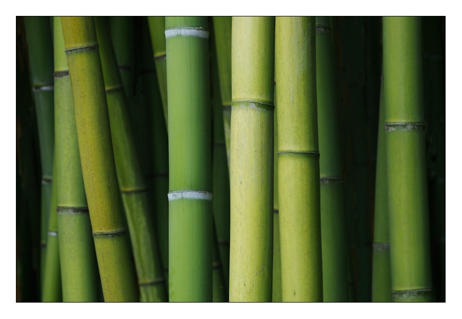 Verts Bamboo11