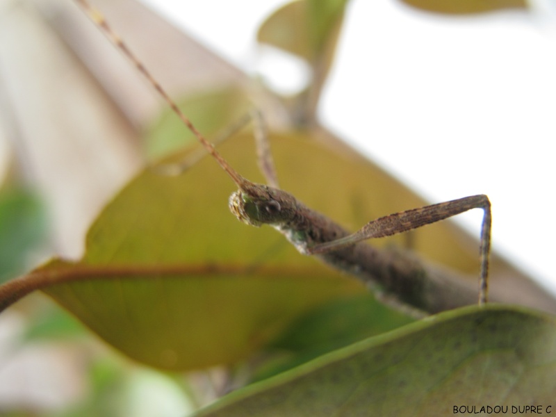 Isagoras sp "Guyane" Img_9910