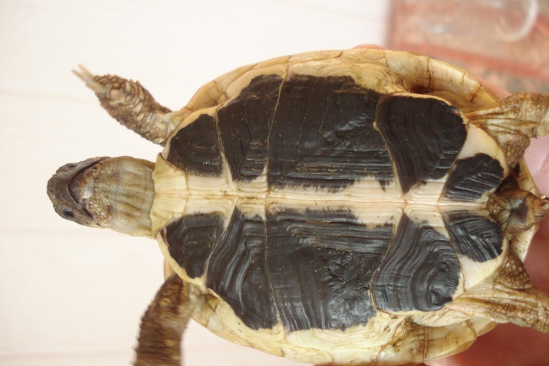 identification du sexe de ma tortue Dsc00012