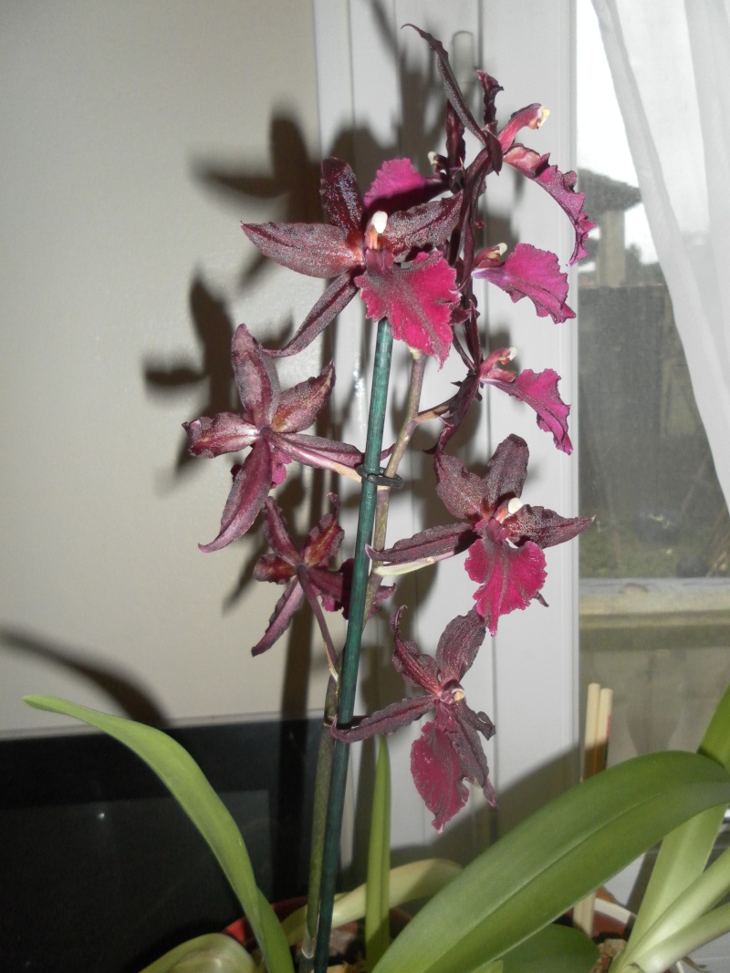 mes orchidées Sam_2815