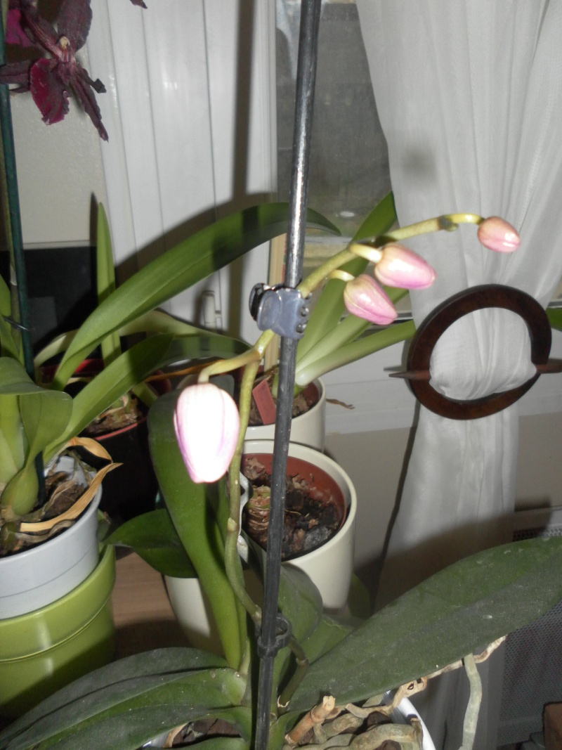 mes orchidées Sam_2816