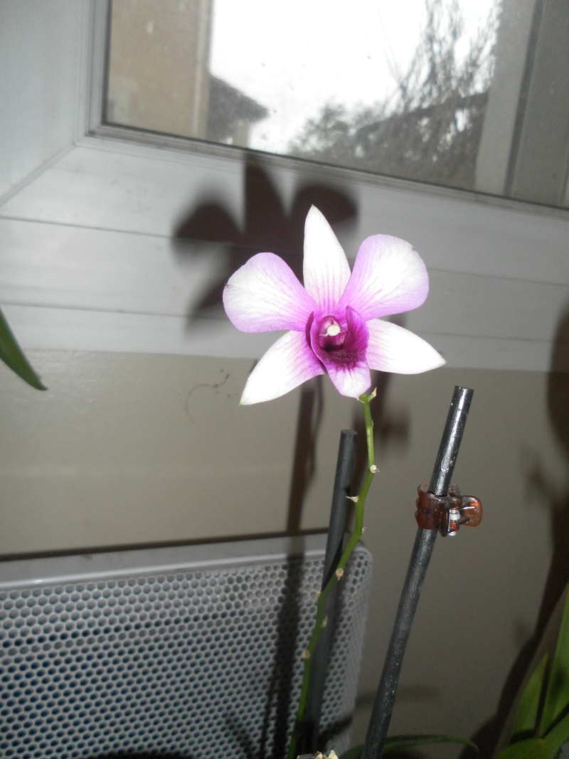 mes orchidées Sam_2817