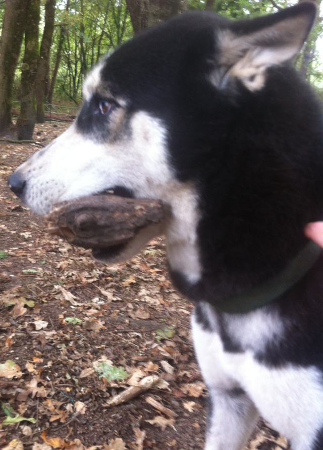 Anouck husky 2ans: une boule d'amour ASSO33 ADOPTE Img_3610