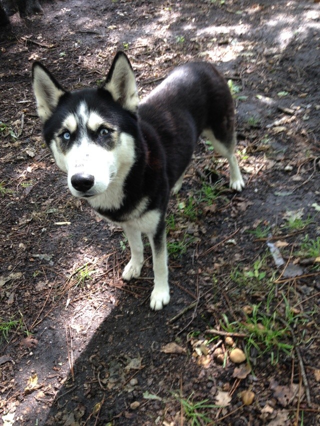 Anouck q - Anouck husky 2ans: une boule d'amour ASSO33 ADOPTE Photo_10