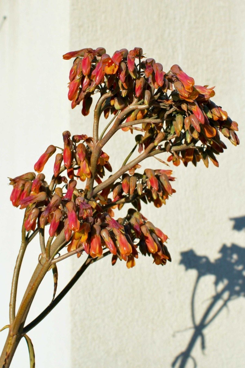 Bryophyllum x houghtonii (= Kalanchoe x houghtonii) Kalanc12