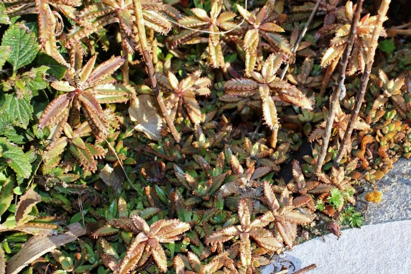 Bryophyllum x houghtonii (= Kalanchoe x houghtonii) Kalanc14