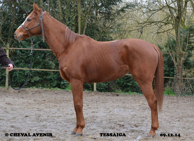 Tessaiga h. PS de 10 ans adopté!!!! Tessai12