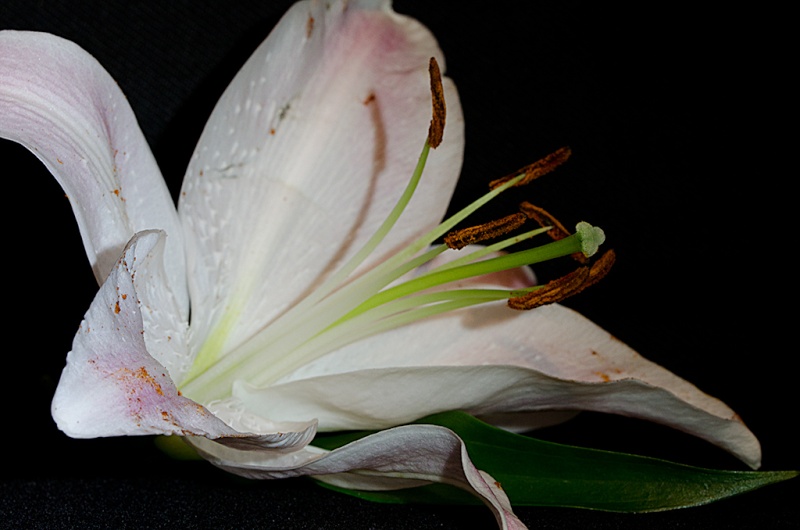 Mes toutes premières macros _dsc9616