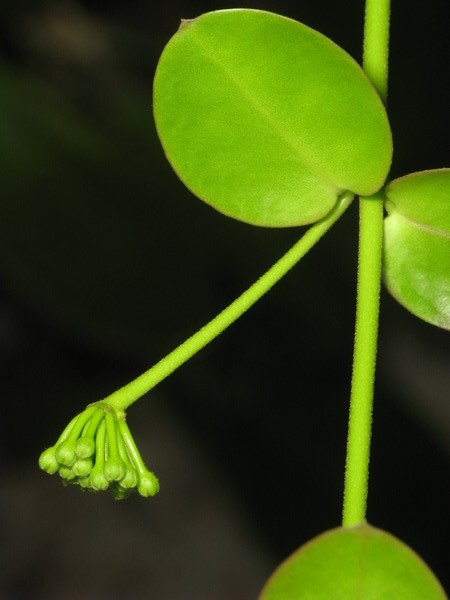 Hoya cumingiana vs densifolia vs golamcoana Img_0310