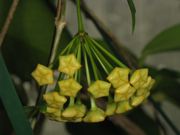 Hoya ischnopus & dischorensis & kenejiana Img_9712