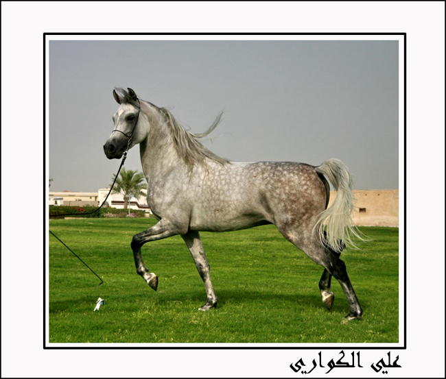 اجمل الخيول العربية Img_0410