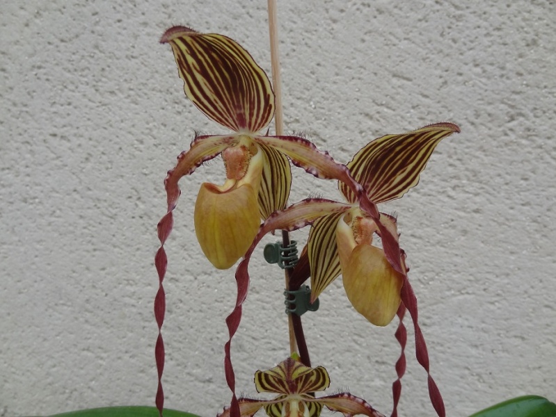 Paphiopedilum Michael Koopowitz Mkopo510