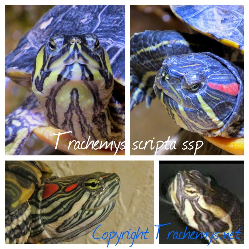 Trachemys scripta 2014-113