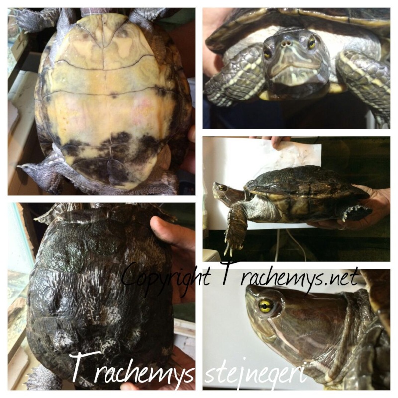 Trachemys stejnegeri 2014-123