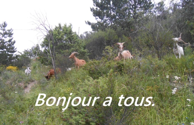 Salut les amis !!!! - Page 4 00527