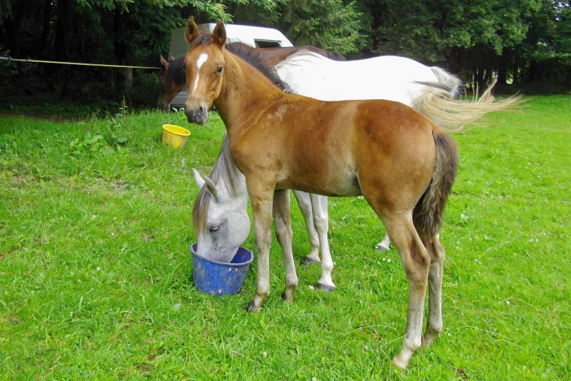 22 chevaux à vendre au Haras du moulin lainé:de 0 à 6 ans,arabes ,DSA,... - Page 2 Imgp1111