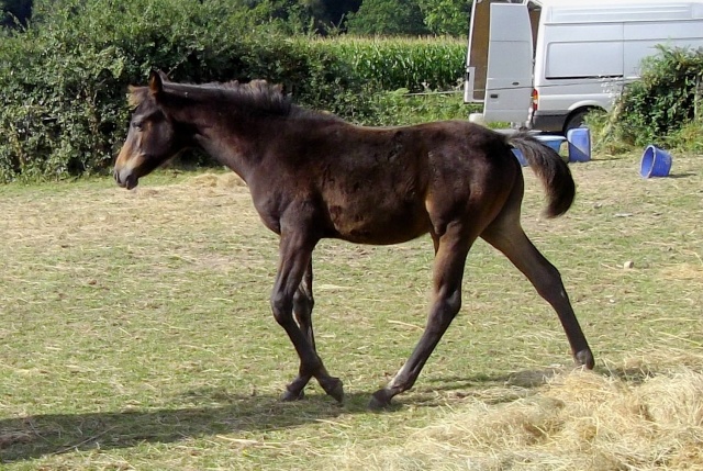 22 chevaux à vendre au Haras du moulin lainé:de 0 à 6 ans,arabes ,DSA,... Imgp1514