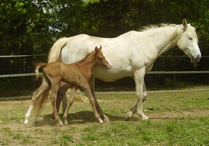 22 chevaux à vendre au Haras du moulin lainé:de 0 à 6 ans,arabes ,DSA,... - Page 2 P5050011