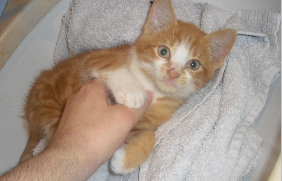 PETIT ORPHELIN, DELAI 3 SEMAINES - Adopté Pims0210