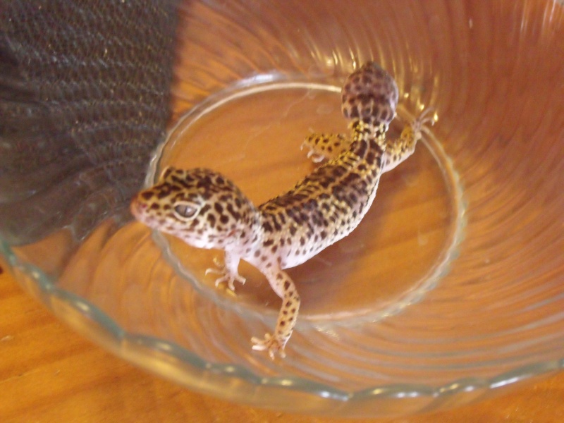 mes gecko leopard quelqun peut t il me dire leurs phase merci Dscf1110