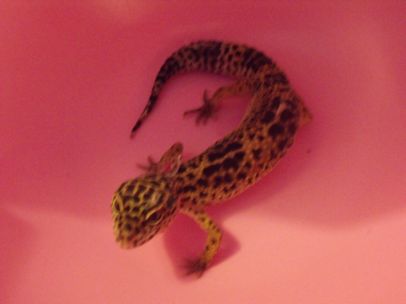 mes gecko leopard quelqun peut t il me dire leurs phase merci Dscf1111