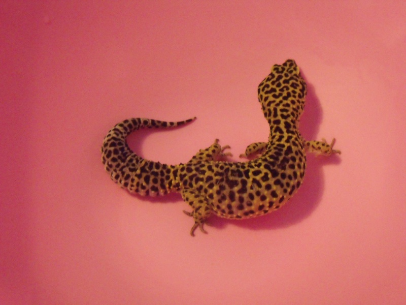mes gecko leopard quelqun peut t il me dire leurs phase merci Dscf1113